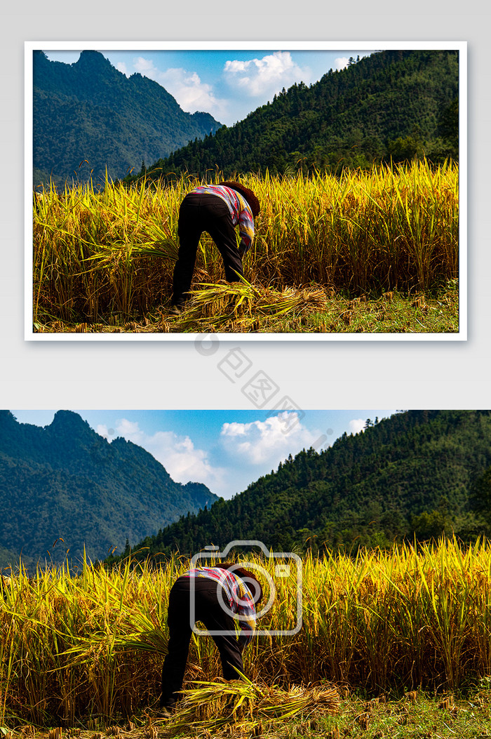 农忙时节割稻子农民背影摄影图