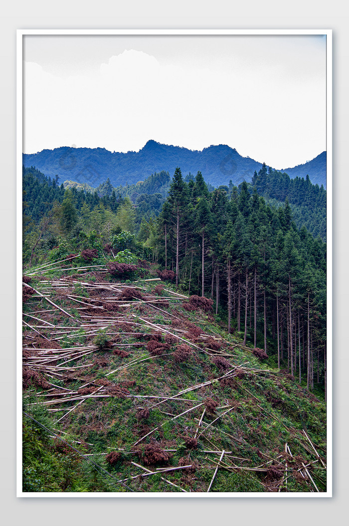 国家森林生态改造砍伐种植摄影图