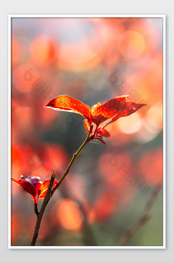 秋冬红叶树枝特写大图图片