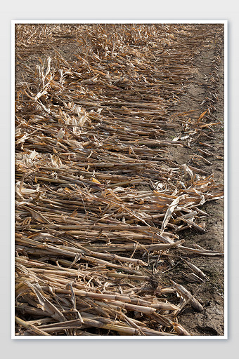 收割后的玉米杆在摆放地上