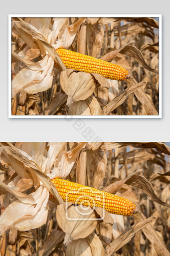 横版拍摄剥皮的玉米粮食农作物图片