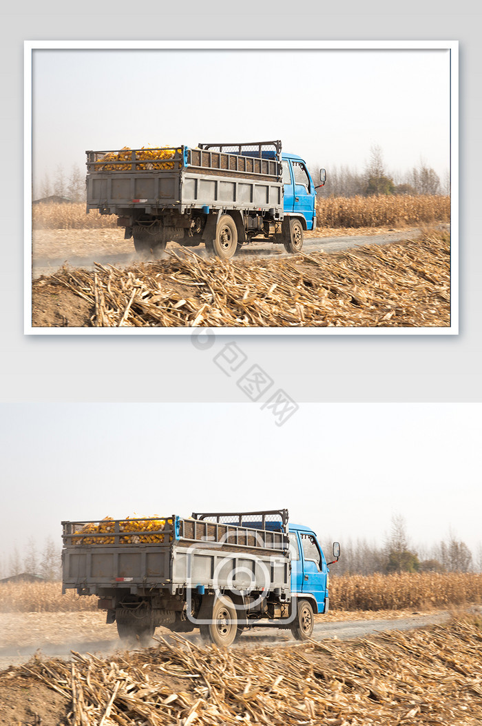 运输粮食的车在玉米地里行驶图片
