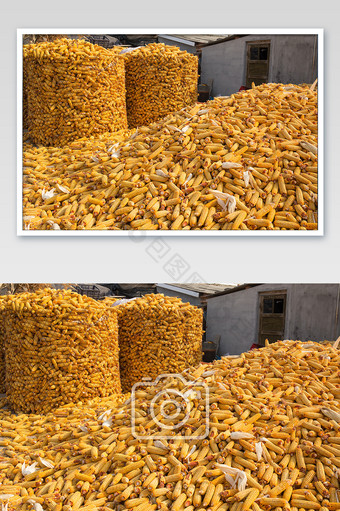苞米篓子横版散落的玉米图片