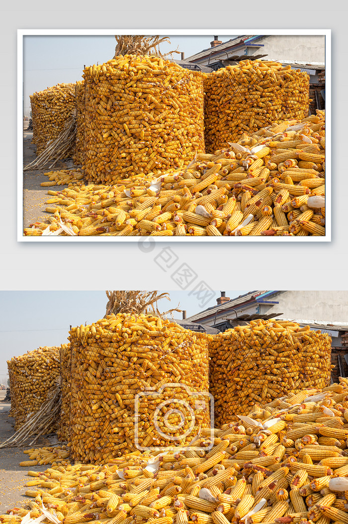 农村玉米苞米篓子图片