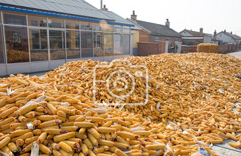 农村丰收晾干粮食玉米图片