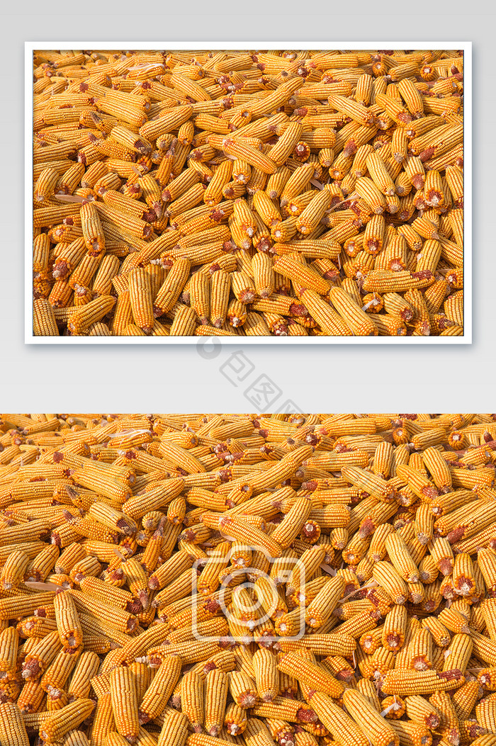 平铺拍摄苞米玉米粮食