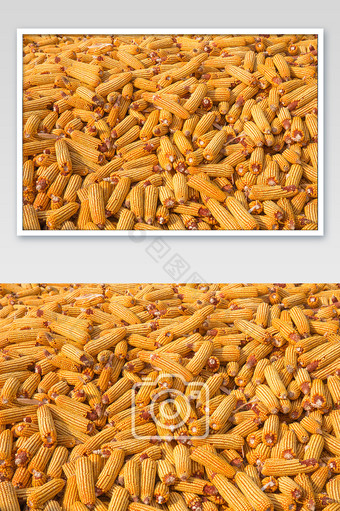 平铺拍摄苞米玉米粮食图片
