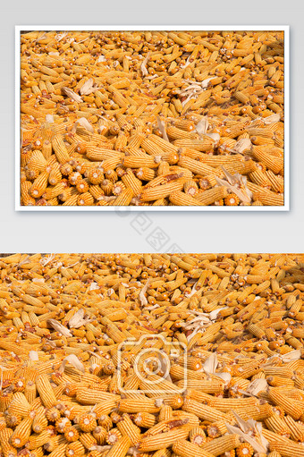 秋收玉米平铺着粮食农作物图片