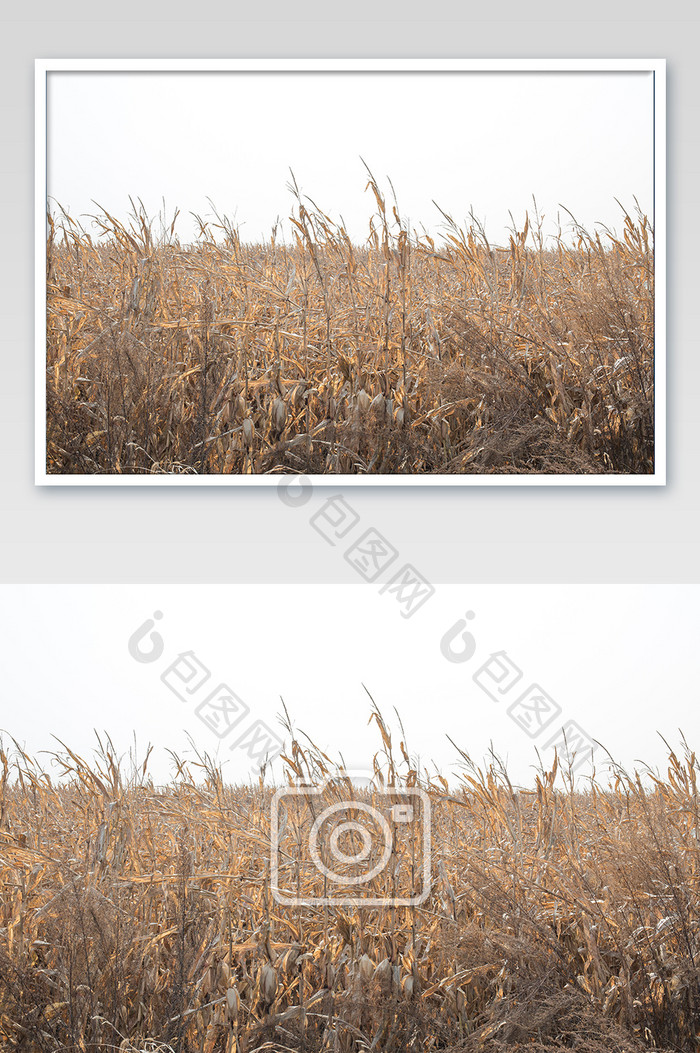 横版拍摄玉米地丰收十月