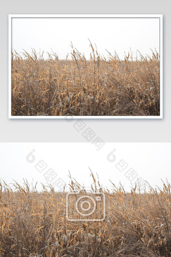 横版拍摄玉米地丰收十月图片