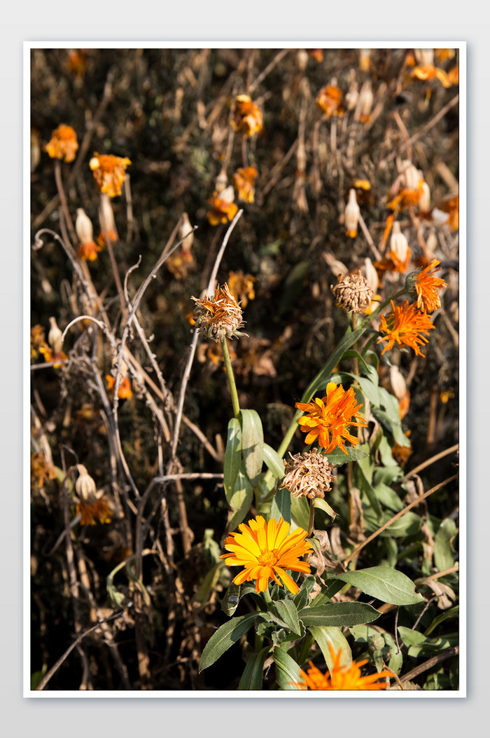秋天盛开的野菊花和枯萎的野菊花图片