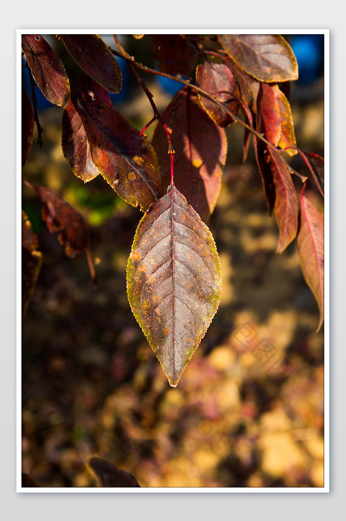 秋天泛黄的树叶竖版拍摄