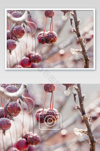 霜降成熟的山丁子野生水果图片