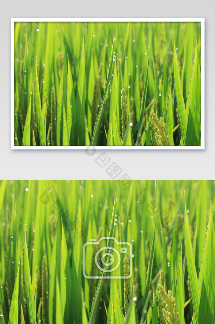 清晨沾露水的稻田摄影图片