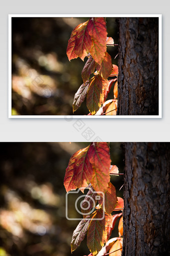 秋季树林里即将凋谢的树上的树叶图片