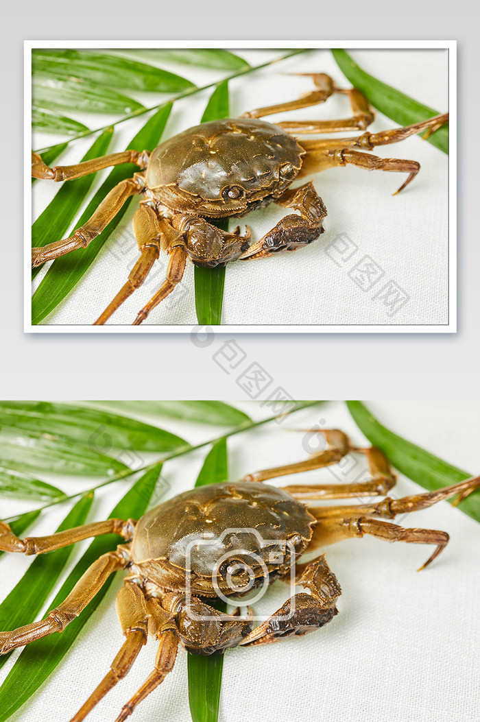 青螃蟹母蟹新鲜活海鲜美食摄影图片
