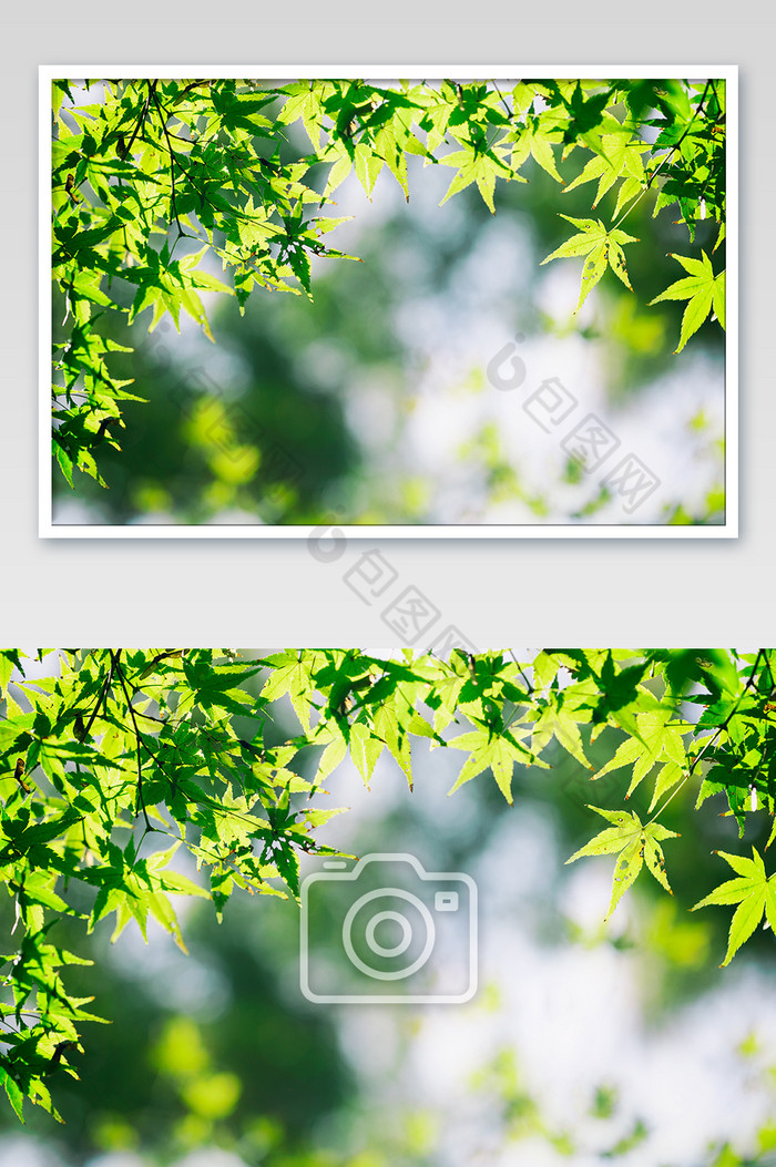 绿色枫叶贺卡年卡背景图片图片