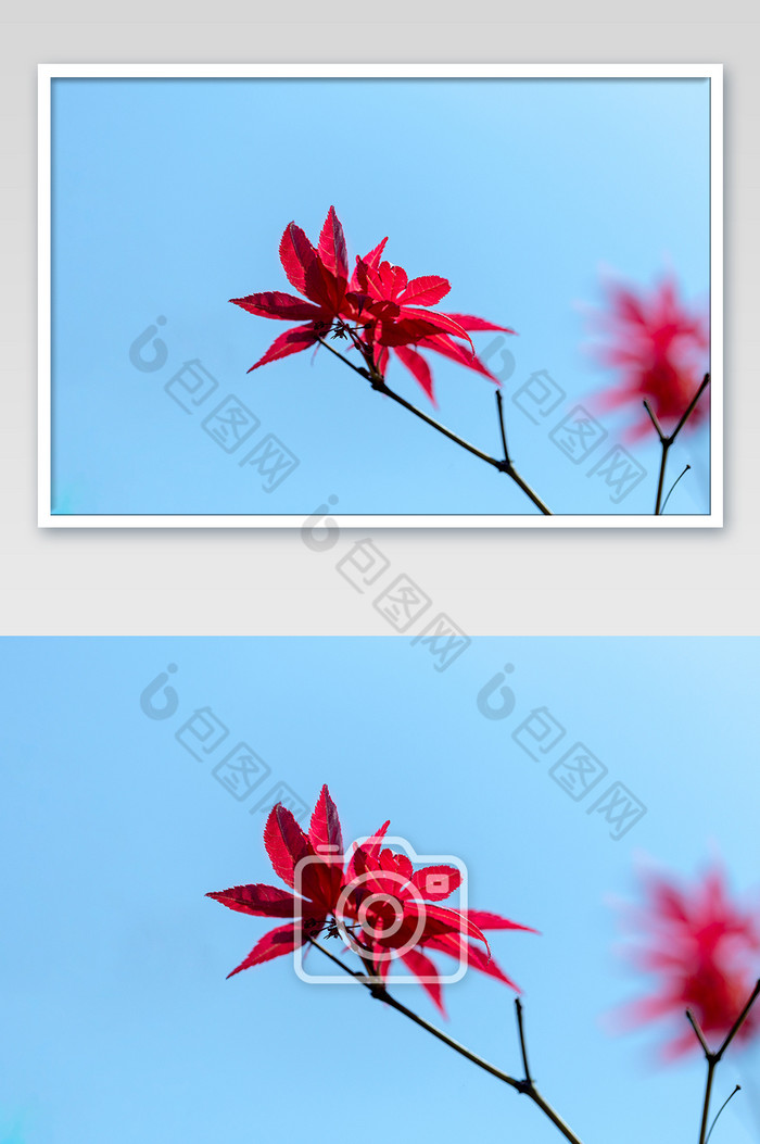 红枫叶简洁蓝底图图片图片