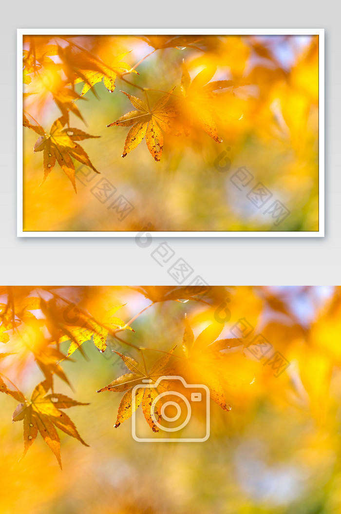 黄色枫叶秋冬风景图片图片