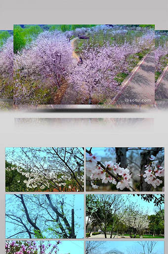 vlog素材4k樱花树樱花道武汉科技大学图片