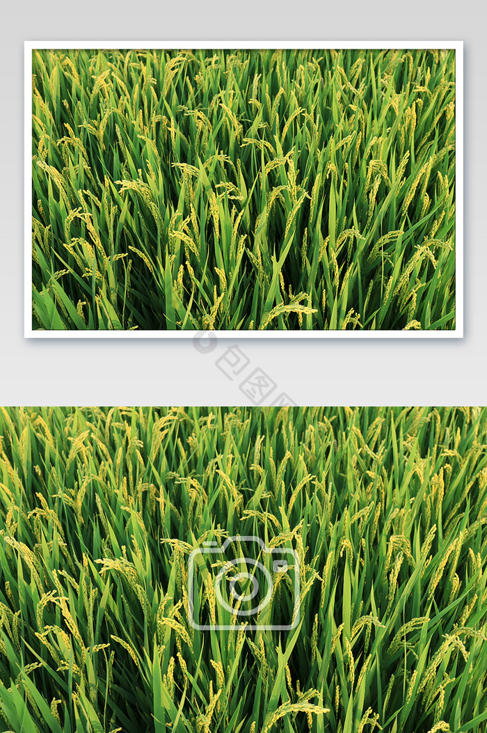 绿色稻田摄影图片图片