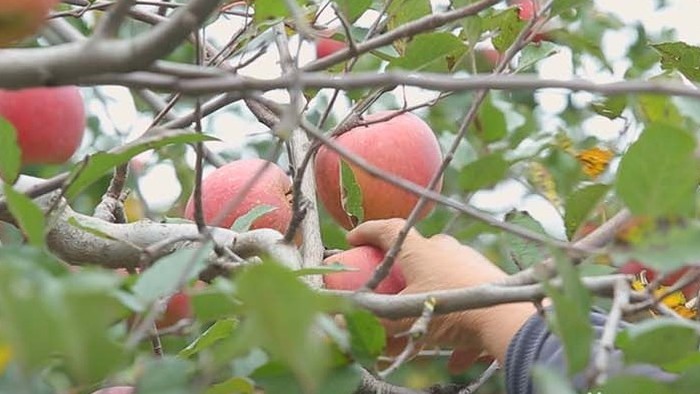vlog鲜红苹果树苹果采摘实拍视频