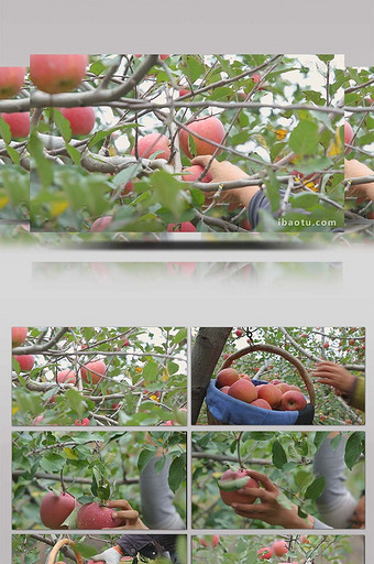 vlog鲜红苹果树苹果采摘实拍视频图片