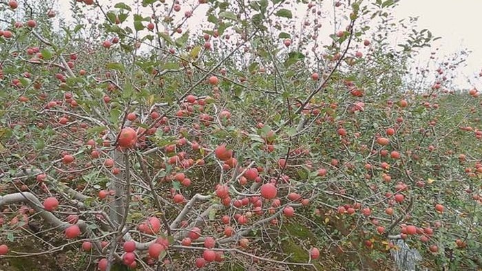 vlog红色苹果苹果树采摘实拍视频