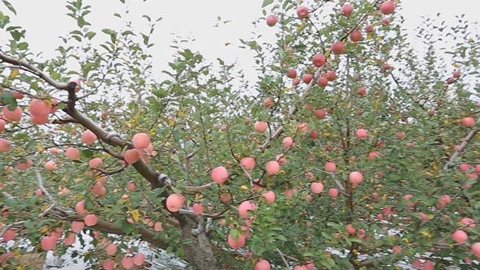 vlog红色苹果苹果树大景实拍视频