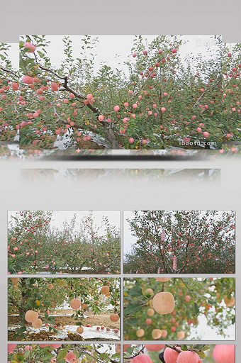 vlog红色苹果苹果树大景实拍视频图片