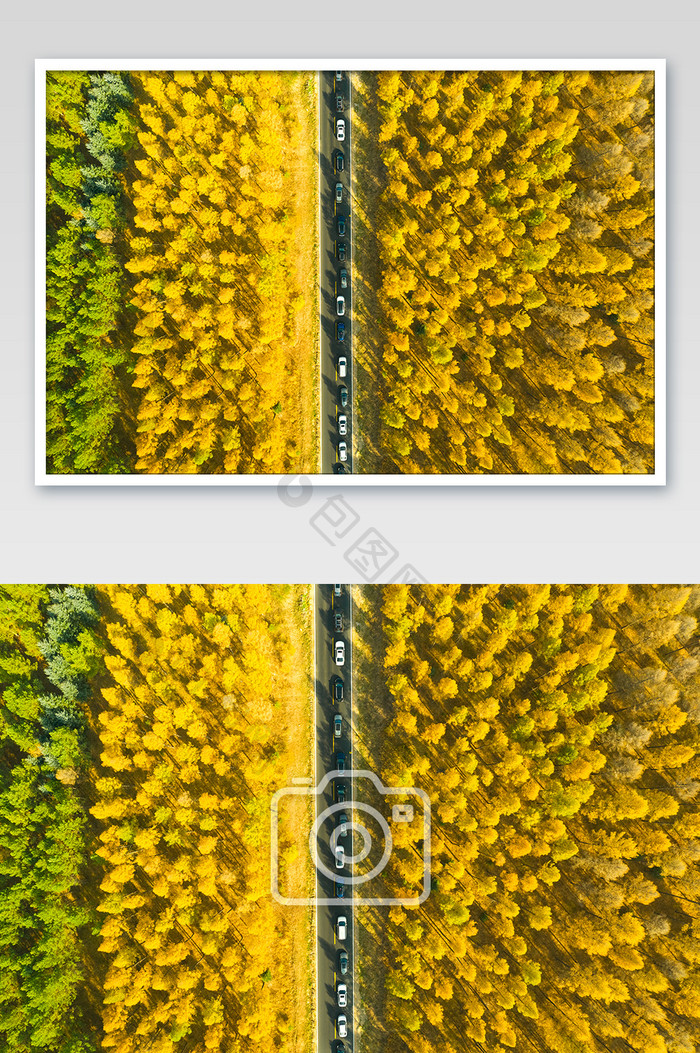 秋季金色松林笔直公路车流航拍视角图片