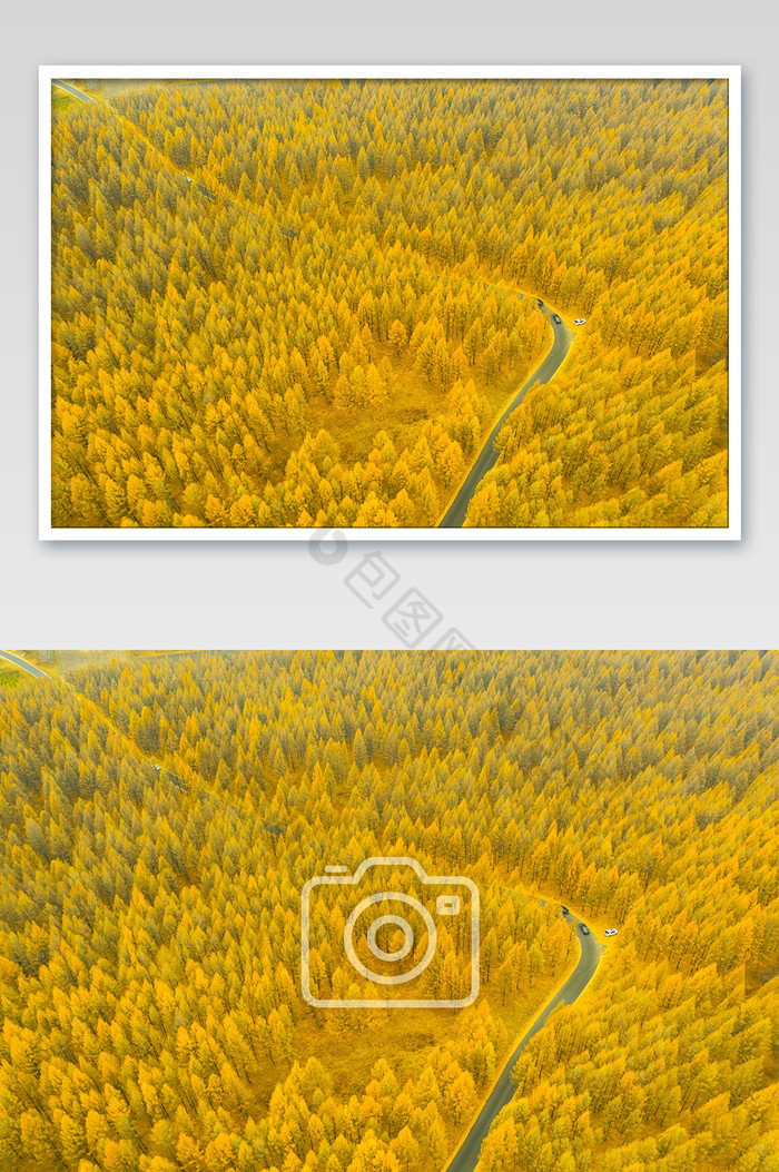 金色松林大气秋季松林蜿蜒公路图片图片