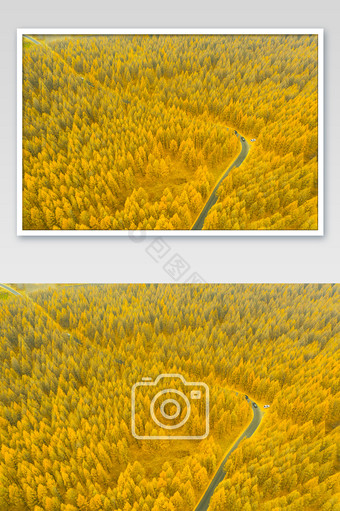 金色松林大气秋季松林蜿蜒公路图片
