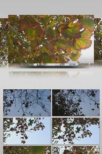VLOG素材旅游秋天落叶树叶图片