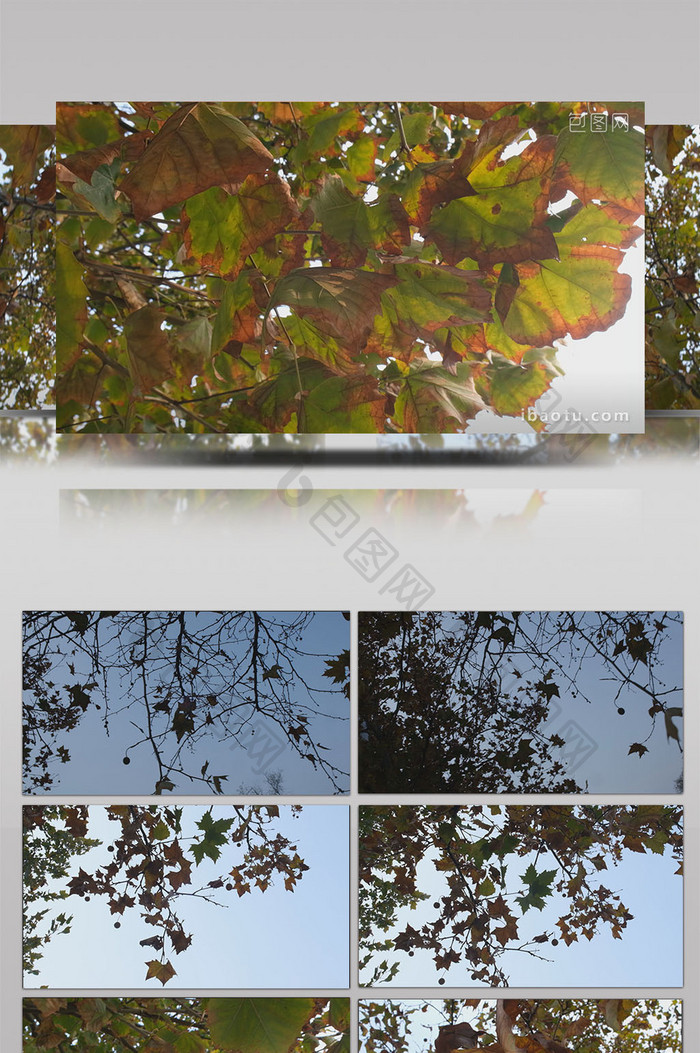 VLOG素材旅游秋天落叶树叶