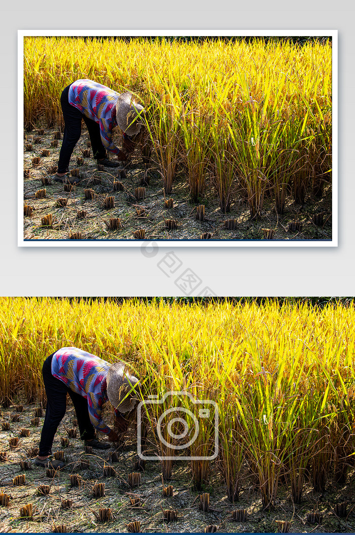 农忙时节农民特写摄影图