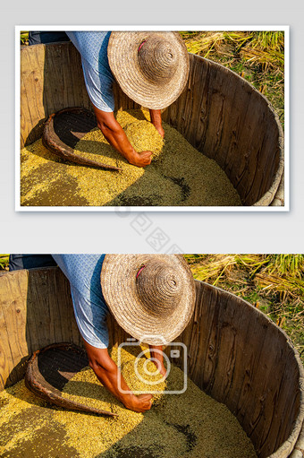 黄金水稻传统盛稻子器具摄影图图片