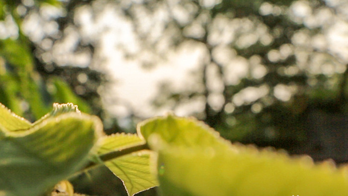 实拍清新唯美虚化叶子树上小鸟vlog素材