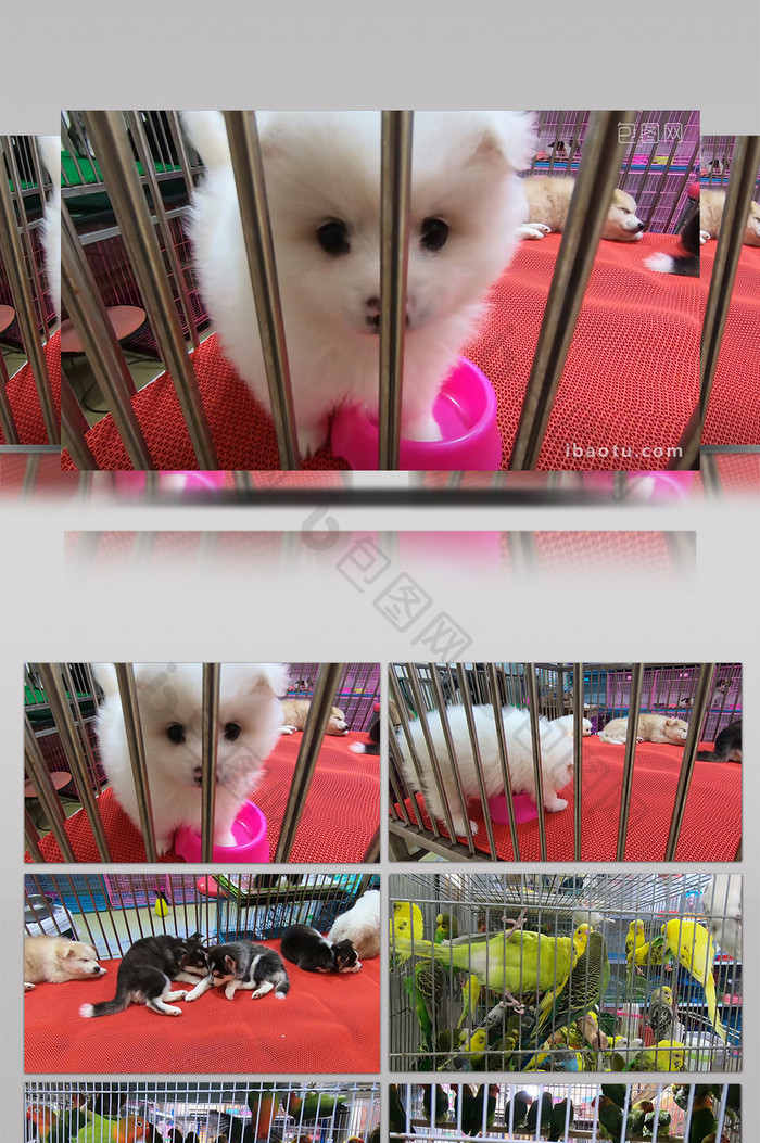 vlog素材郑州宠物市场拍摄