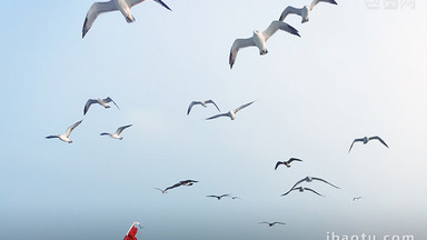 VLOG烟台蓬莱长岛海鸥大海邮轮实拍视频