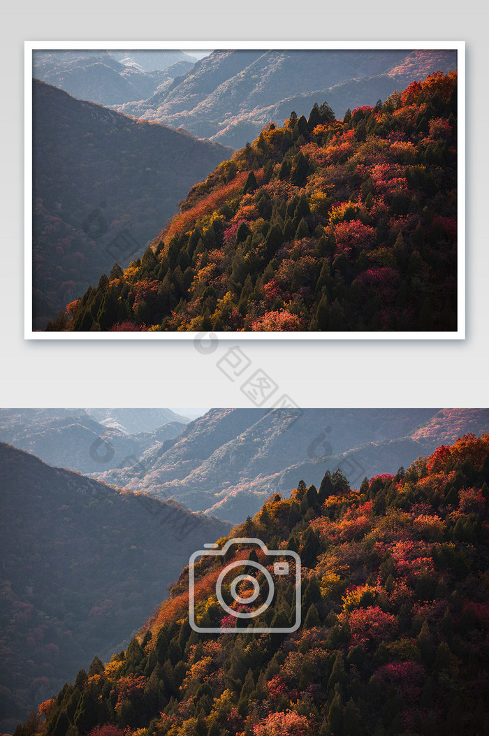 秋天香山红叶高清摄影图