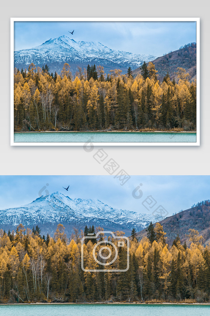 黄色秋天新疆喀纳斯雪山风光摄影图片