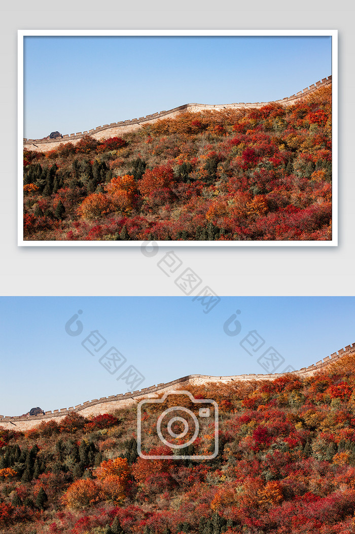 秋季暖色枫林摄影图片