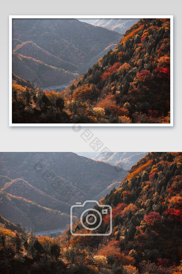 大气秋季枫叶丛林摄影图片图片