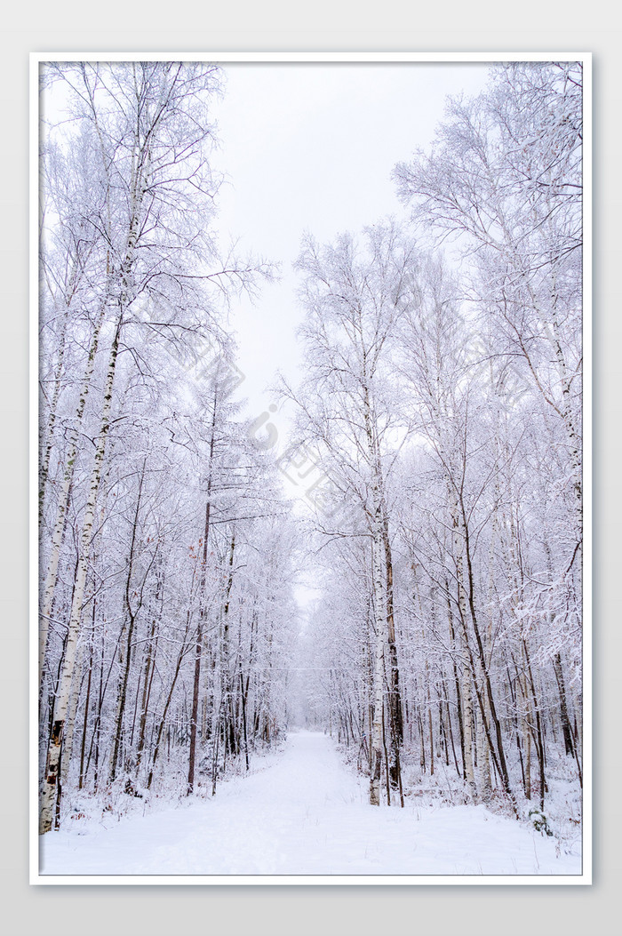 冬天冰雪覆盖的树林摄影图片
