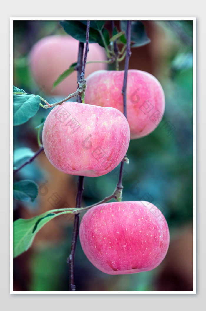 水果园里的苹果摄影图片