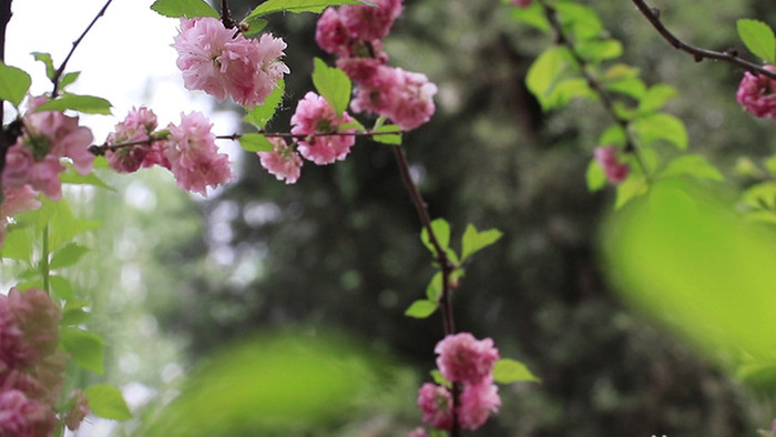 VLOG素材生活公园春天旅游植物实拍视频