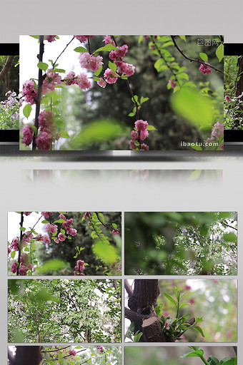 VLOG素材生活公园春天旅游植物实拍视频图片