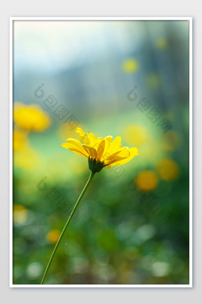 单枝黄色花朵菊花花瓣