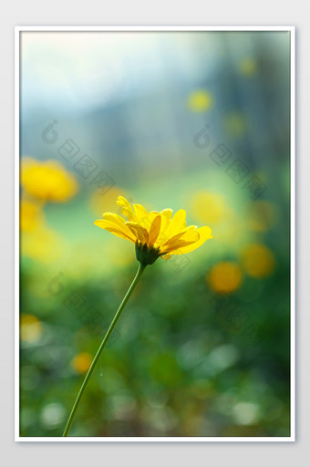 单枝黄色花朵菊花花瓣图片